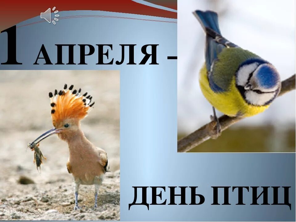 Еще две недели птицы. Международный день птиц. 1 Апреля Международный день птиц. Международный день Пти. Птицы 1 апреля.