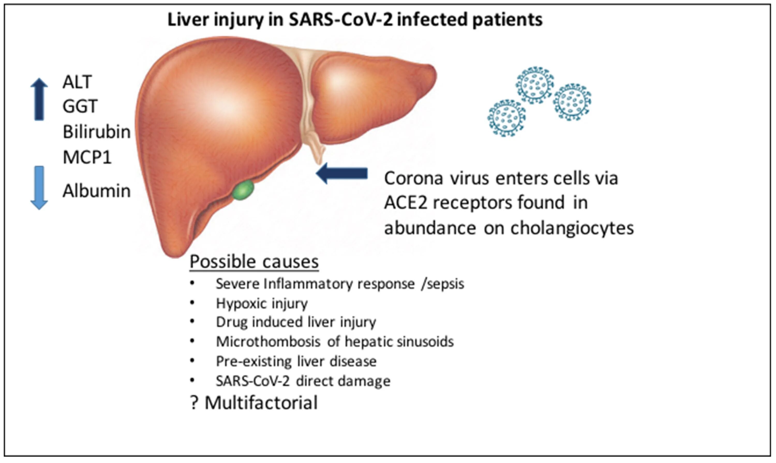 Печень в 2 года. Патогенез SARS-cov-2. SARS-cov-2 расшифровка. Cov 2 расшифровка.