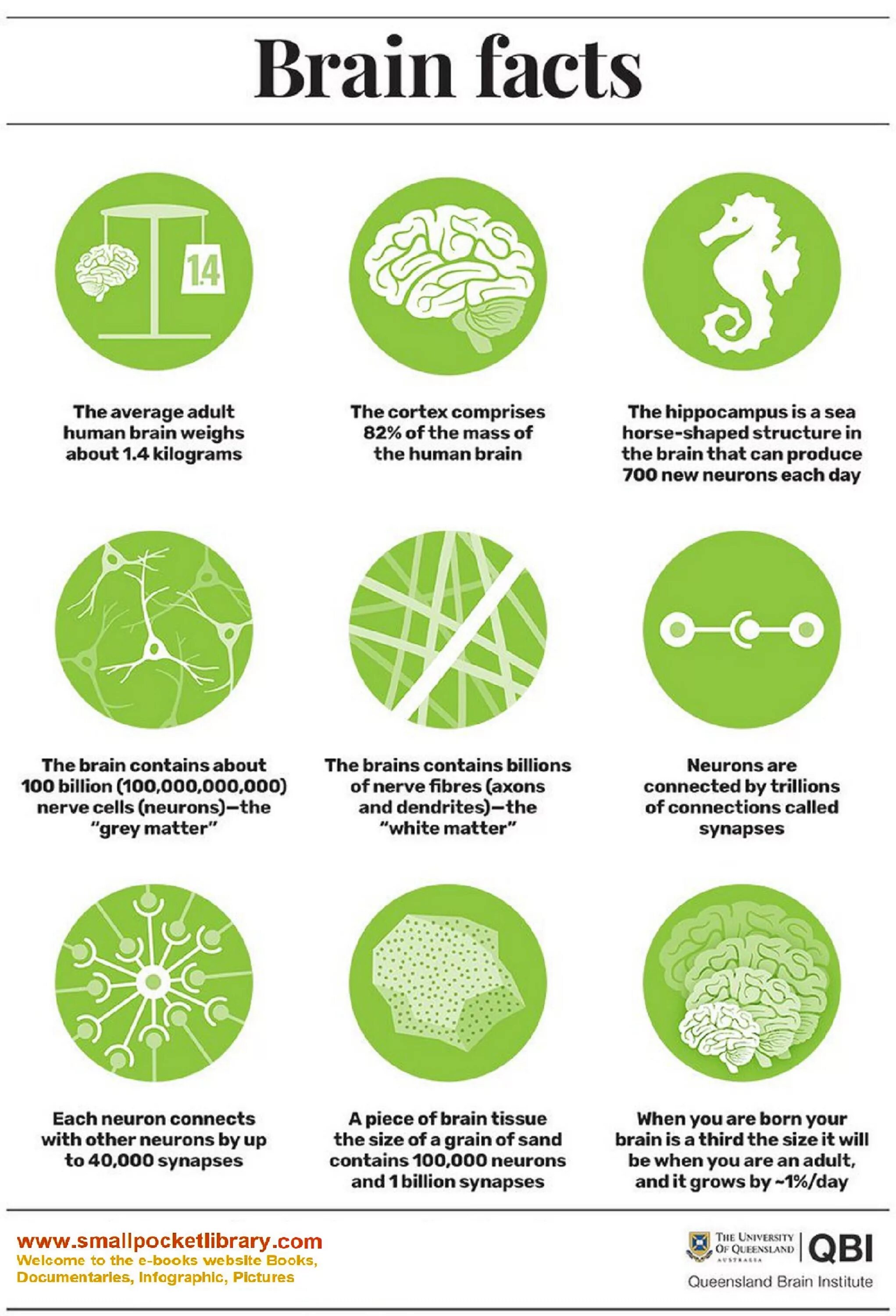 Brain tasks. Interesting facts about Human Brain. Information about Brain. Facts about the Human Brain. 4brain.