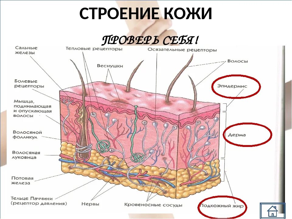 Строение кожи и ее функции 8 класс. Строение кожи. строение кожи человека для косметологов.