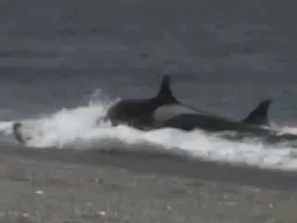 Касатки нападают на людей. Нападение касатки на человека. Касатки нападают на людей. Нападение кисак на человека. Нападение касатки на человека.