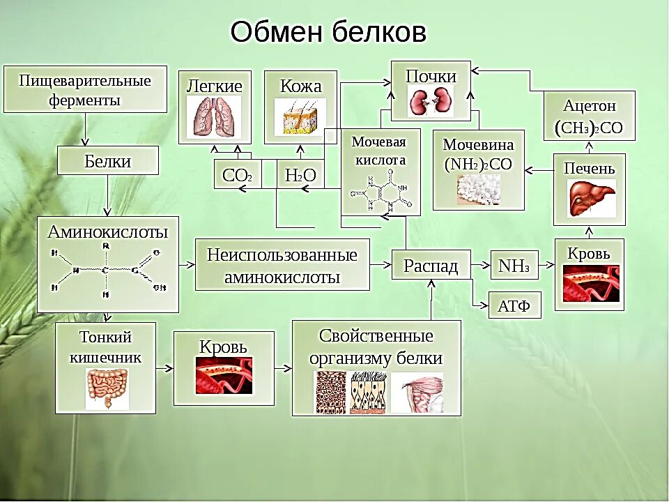 Схема обмена белка в организме. Этапы белкового обмена схема. Обмен белков в организме человека схема. Общая схема метаболизма белков. Конечные продукты белкового