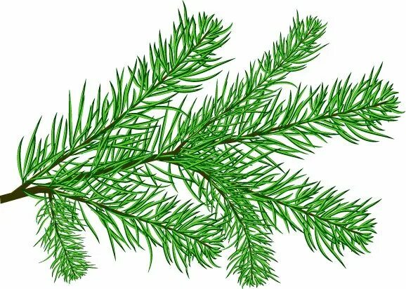 Ветка ели с шишками. Ветка ели 4 буквы. Веточка ели. Еловая ветка черно белая. Ветка ели 4 буквы.