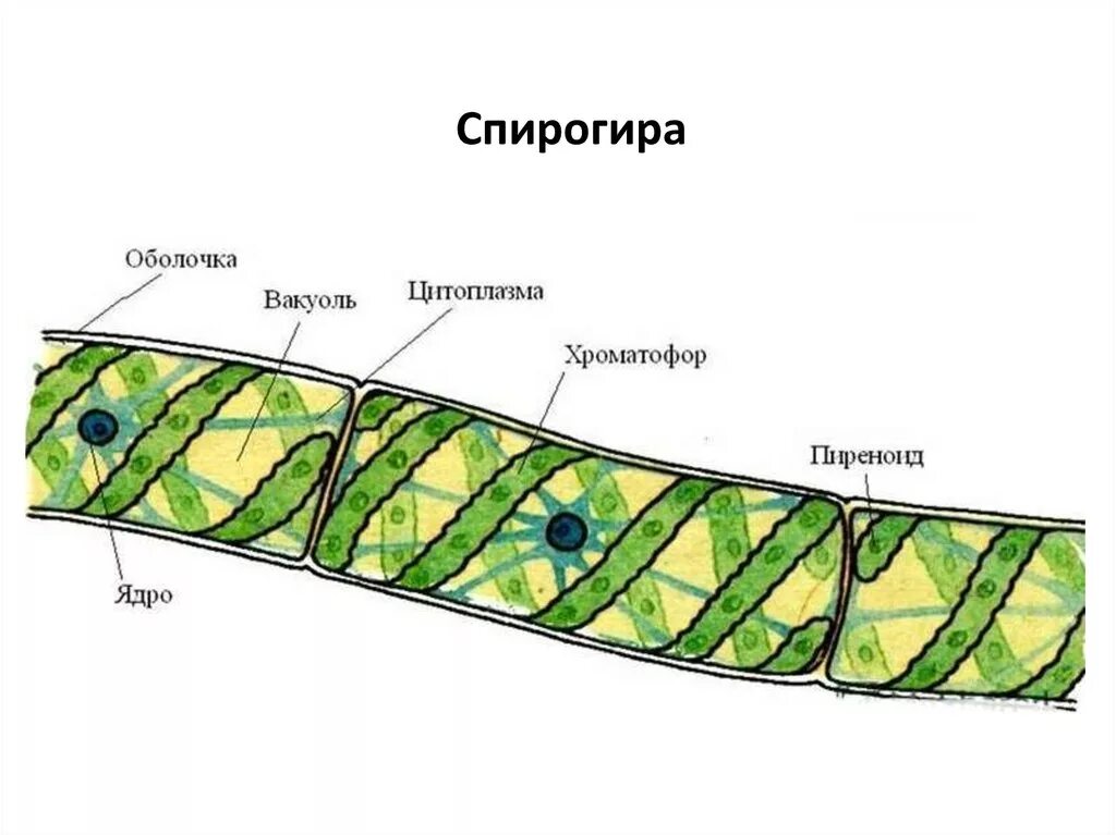 Спирогиру относят к. Зеленые водоросли спирогира. Спирогира водоросль строение. Многоклеточные зеленые водоросли спирогира. Многоклеточная нитчатая зелёная водоросль спирогира.