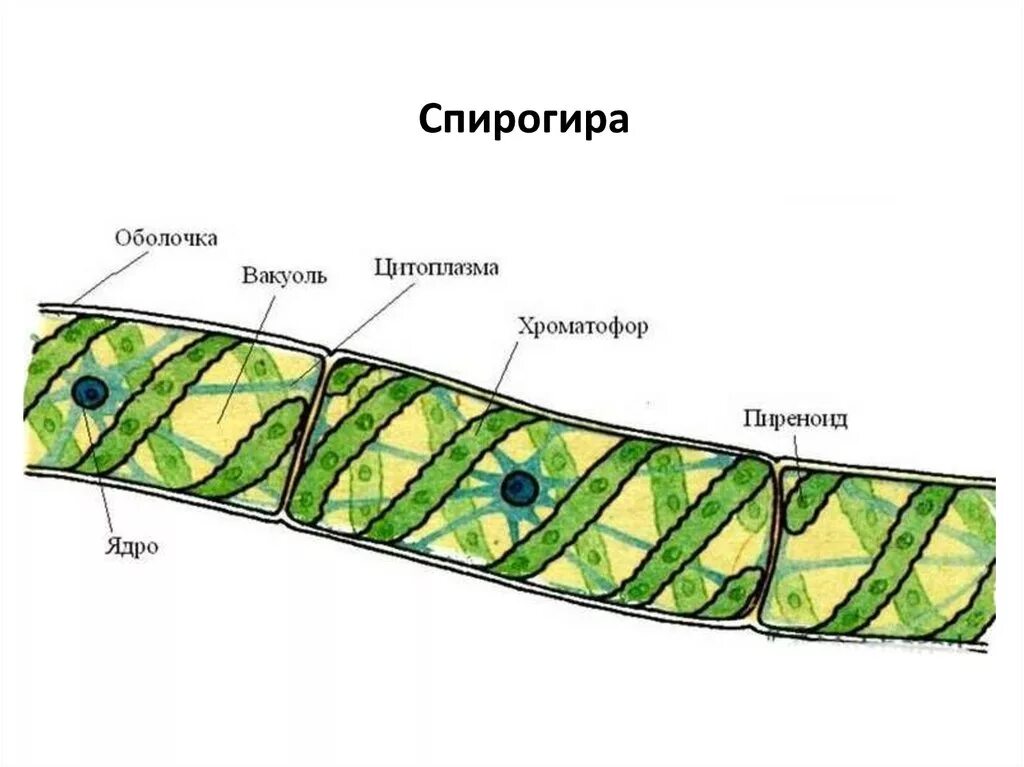 Спирогира нитчатая. Зеленые водоросли спирогира. Спирогира водоросль строение. Многоклеточные зеленые водоросли спирогира. Многоклеточная нитчатая зелёная водоросль спирогира.