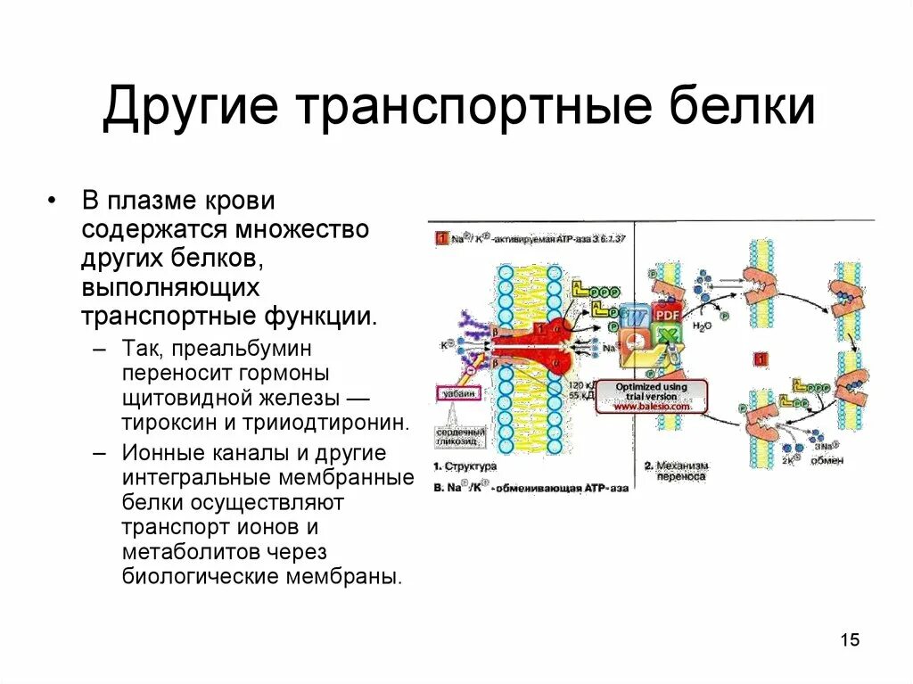 Белковый транспорт. Белок строение биохимия. Транспортные белки биохимия. Биохимические функции белков. Транспортные белки мембраны функции.