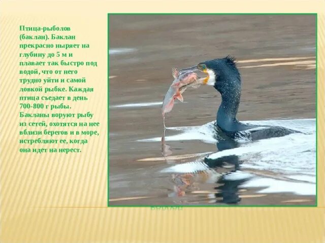 Загадка без крыльев а быстрее птицы с дерева на дерево перелетает. Загадка про тучи как птица. Загадки про птиц. Пословицы и поговорки про клопа. Птица рыболов баклан.