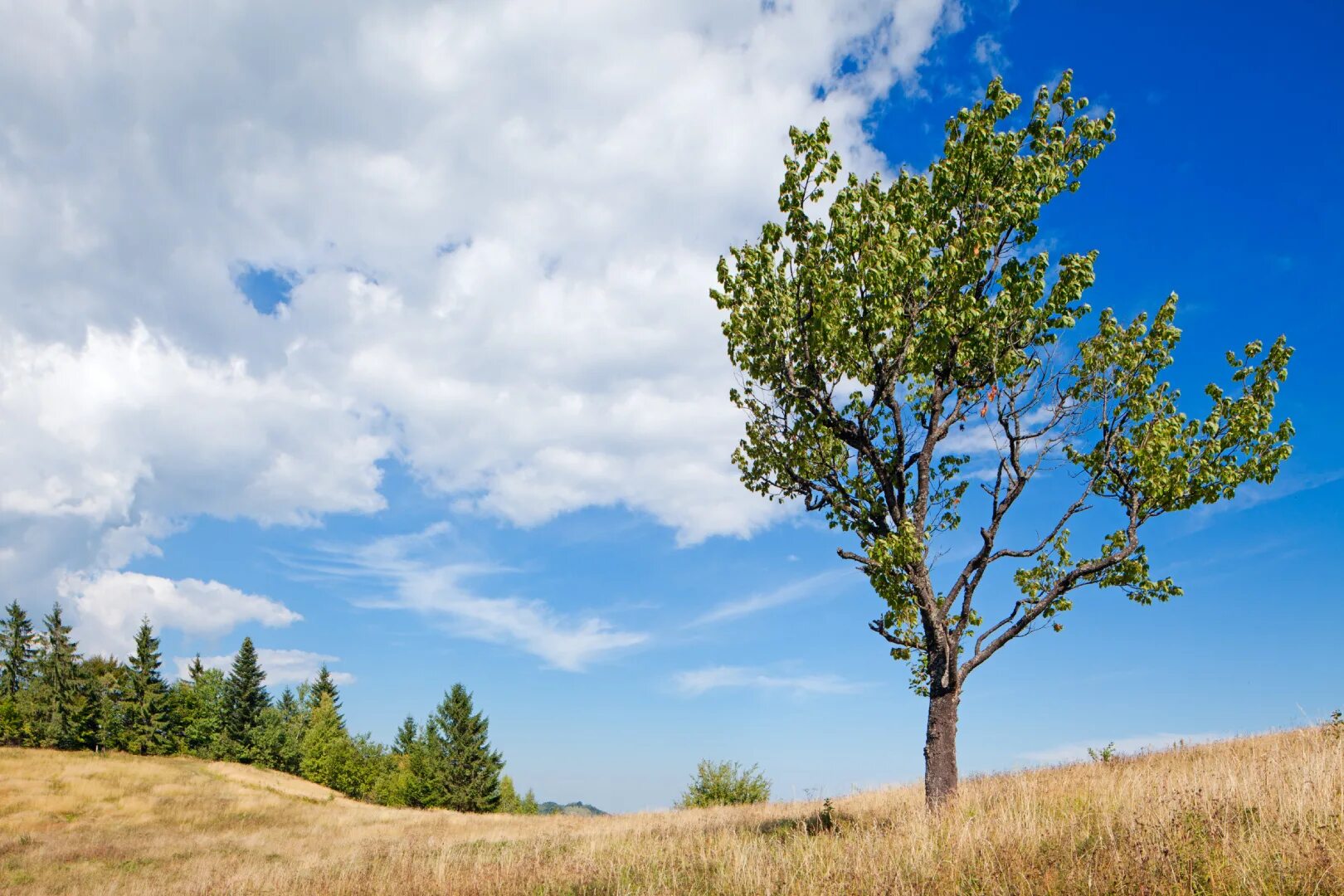 Ориентироваться по дереву. Растущее дерево. Стояли у дерева какой. Отдельно стоящее дерево. Дуб монгольский черешчатый.