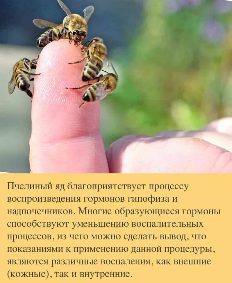 Первая помощь при укусе осы в руку. Первая помощь при укусе осы в руку