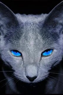 Blue cat
