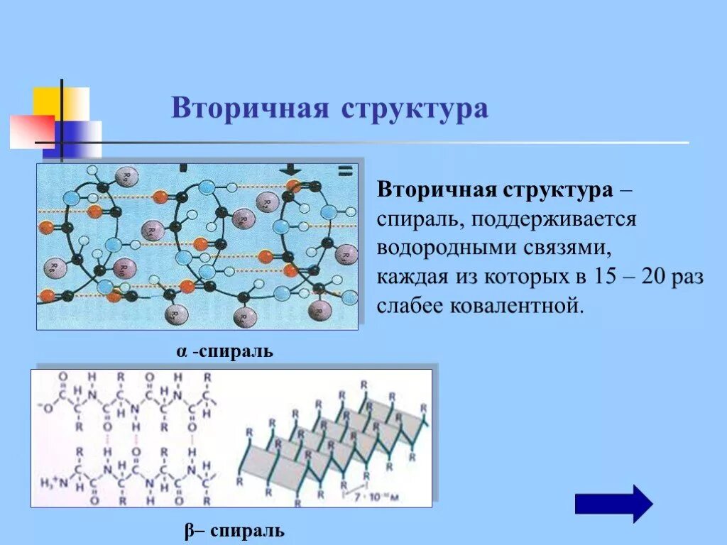 Белки 11 класс биология. Структура белка с водородными связями. Вторичная структура белка поддерживается. Связи поддерживающие вторичную структуру белка. Структура белка поддерживается водородными связями.