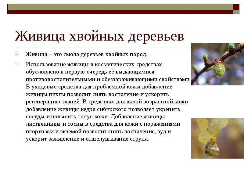 Живица кедра сибирского. Кедровая смола живица лечебные свойства. Смола лечебная кедровая живица. Хвойная живица. Масло кедровое «живица».