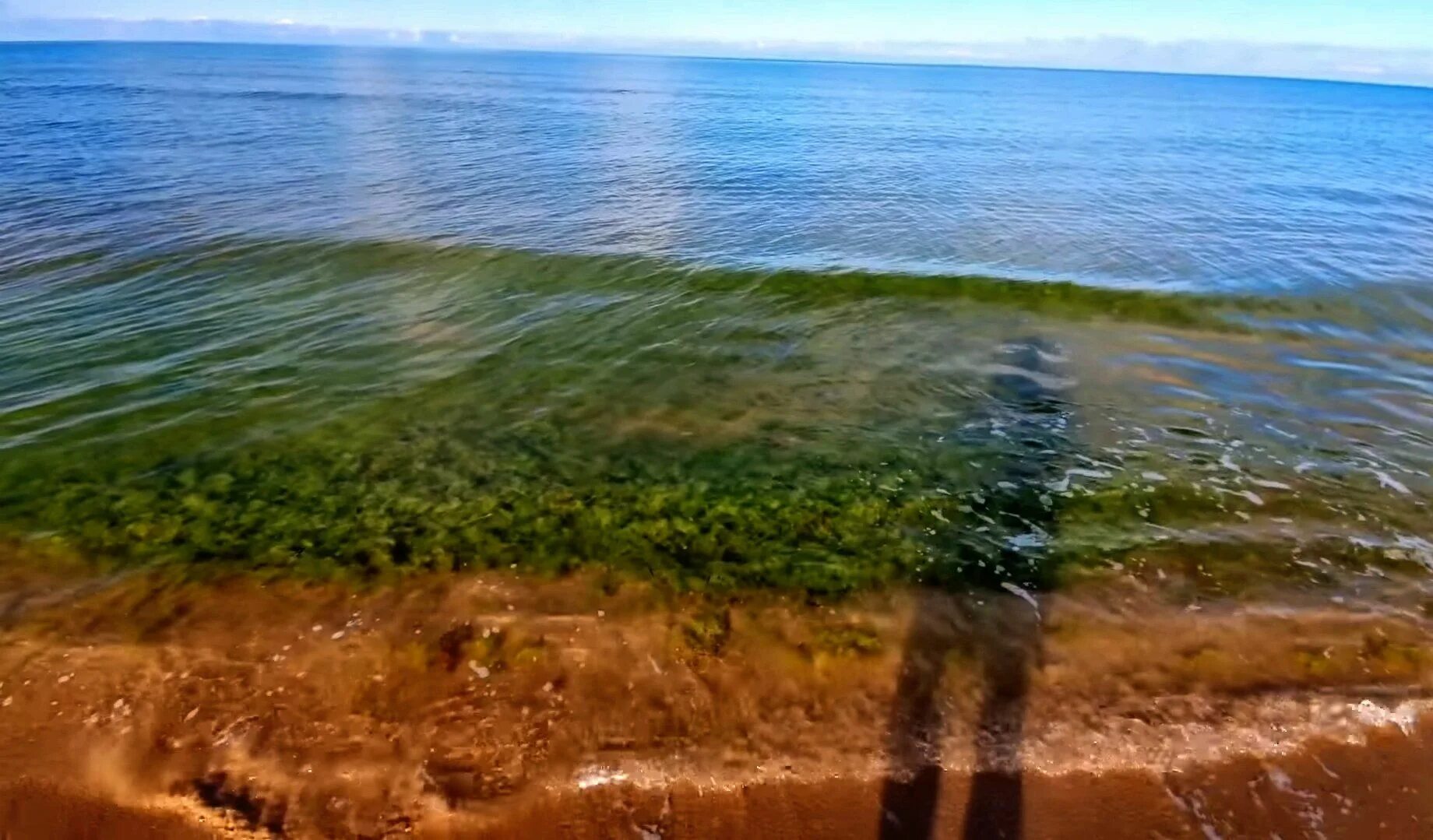 Как называется цветение моря. Горьковское море цветет. цветение моря в анапе. анапа море цветет. как цветет море.