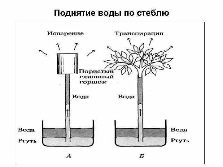 Подъем воды в белой. Поднятие воды по стеблю. Механизм транспирации у растений. Механизм для подъема воды. Транспирация схема.