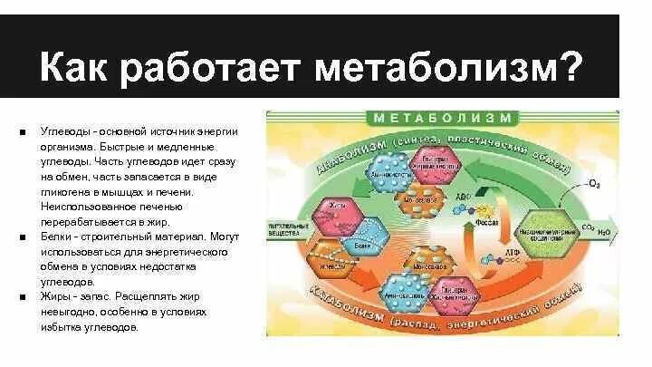 Медленный метаболизм. Как работает обмен веществ. Как работает метаболизм. Быстрый обмен веществ.