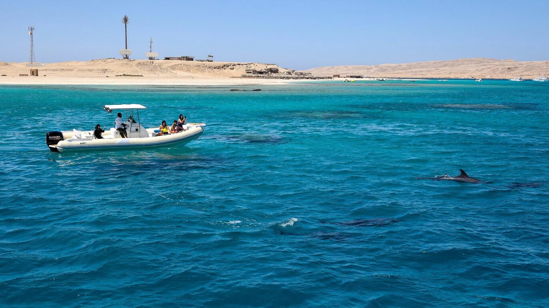 Акула Египет Хургада 2023. Акулы в Красном море Хургада.