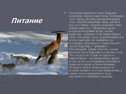 Волк тип питания