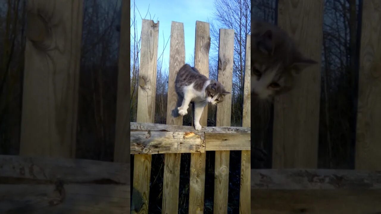 Толстый кот застрял в заборе. Котенок застрял в заборе.