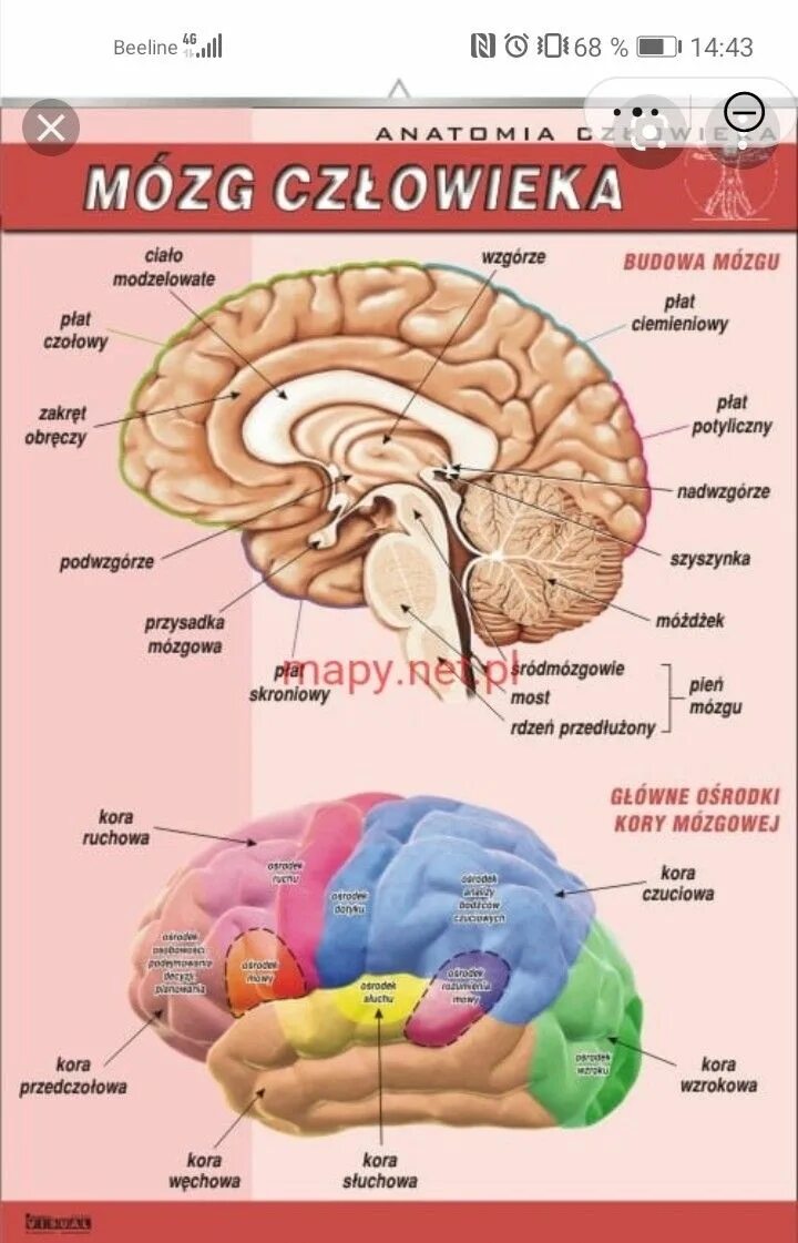 Brain 70. Отделы мозга инфографика. Концепция Триединого мозга. Мозг устроен. Как устроен мозг человека.