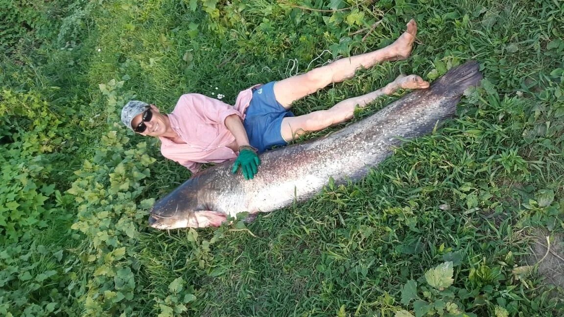 Огромная рыба. Ловля сома. Фото сома.