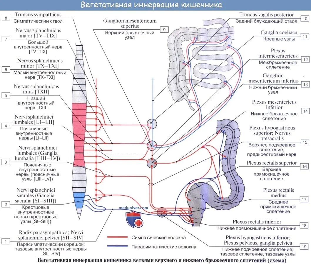 Нисходящий нерв. Отделы Толстого кишечника иннервация. Иннервация сфинктера прямой кишки. Иннервация тонкого кишечника схема. Анатомия прямой кишки кровоснабжение иннервация.