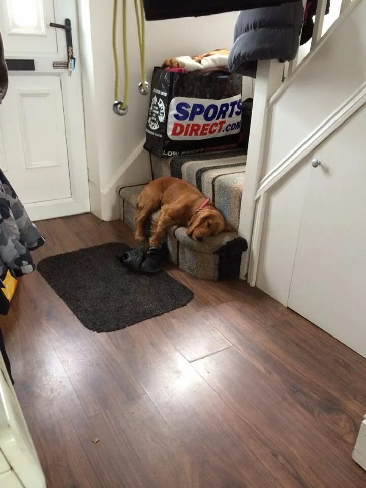 солнечная собака. собаке 16. Sobaka ру. грязная пушистая собака. собаке 16.