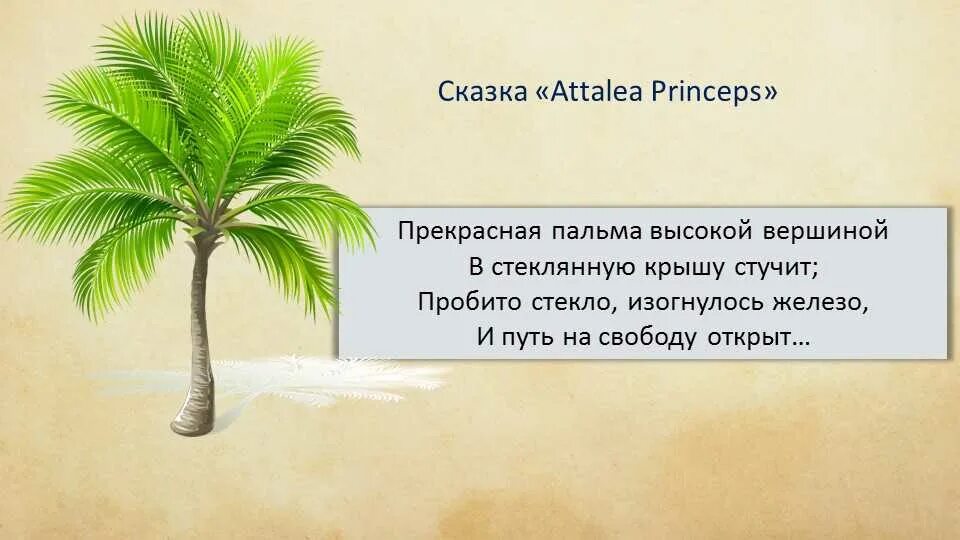 Гаршин princeps. Гаршин аталия принцепс. сказка в м гаршина attalea princeps. гаршин attalea princeps иллюстрации. сказка про пальму attalea princeps.