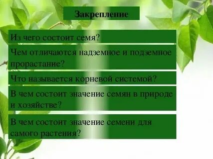 Значение семян в жизни растений