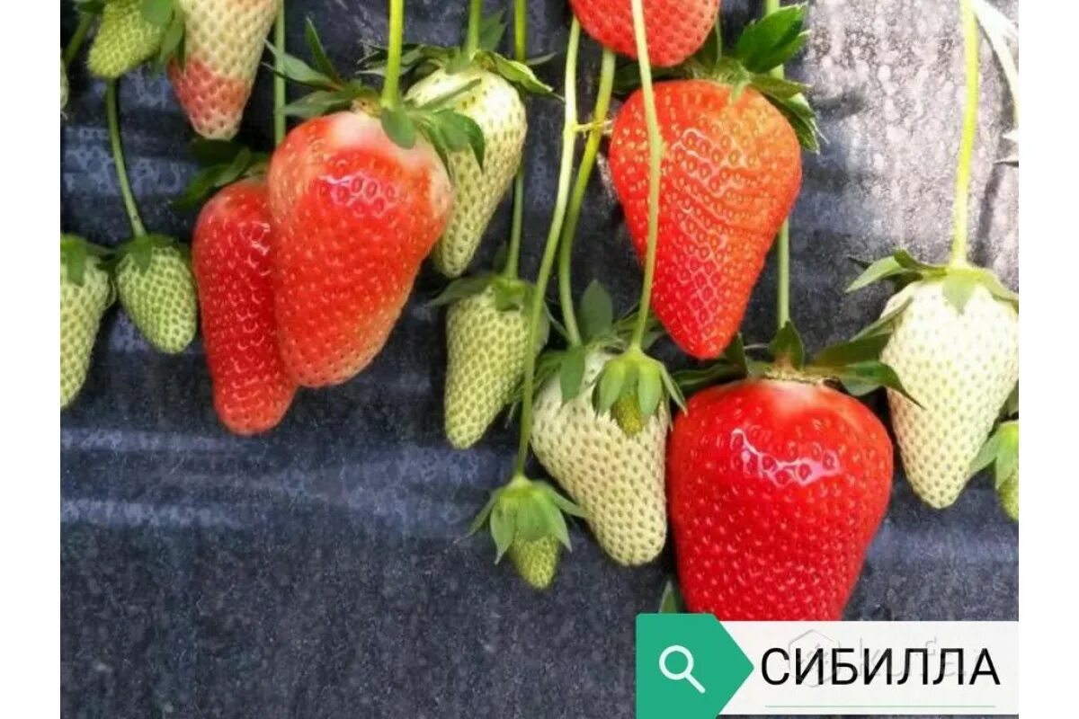 Земляника сибилла описание сорта. Sibilla сорт клубники. Клубника сибилла. Сорт клубники сибилла. Клубника сибилла.