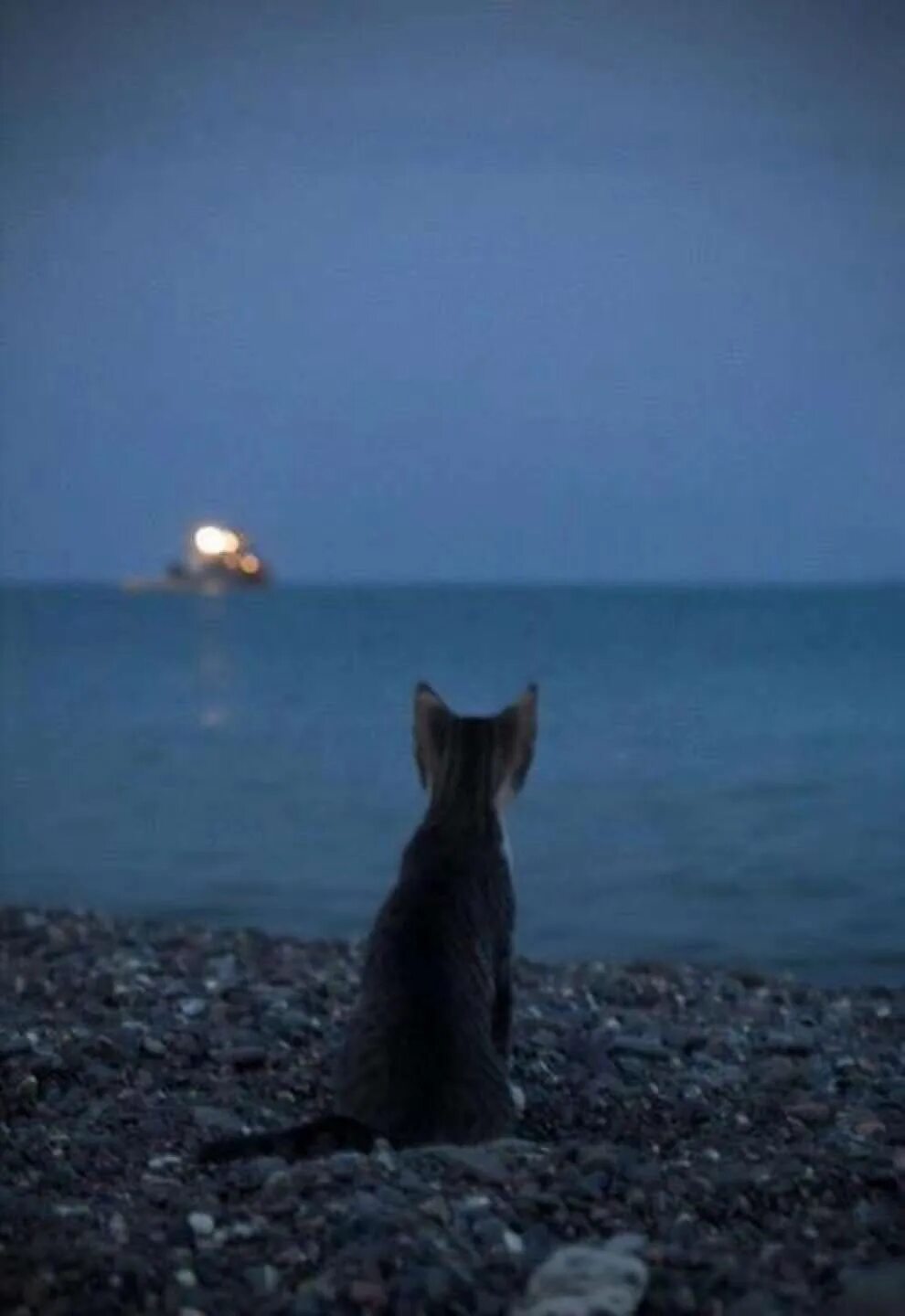 Через дней будет скучать бывшая. Кот на море. Чёрный кот на берегу моря. Черный котик и море. Черный кот на море.