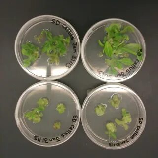 Plant tissue culture