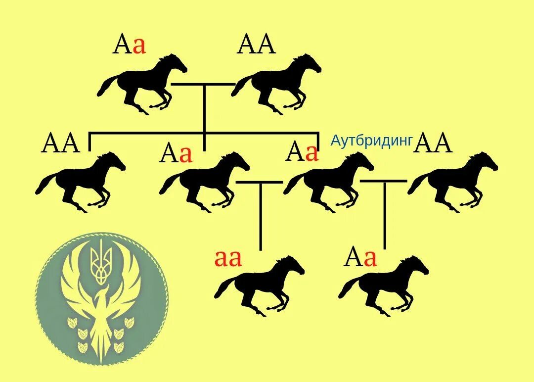 Аутбридинг. Инбридинг и аутбридинг. Аутбридинг у животных. Аутбридинг картинки.