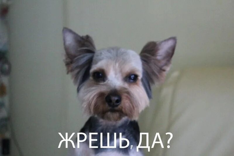 Жрешь картинка с котом. Че жрете. Мемы про жрать. Жрешь жру. Жрешь картинка.