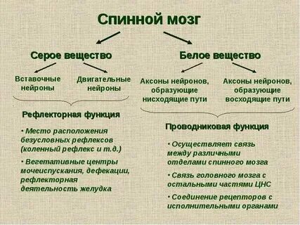Пример нервной деятельности функция спинного мозга Text, Diagram