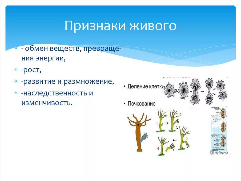 Биология 9 класс рост и развитие ребенка. Признаки живого обмен веществ и энергии. Признаки живого. Многообразие организмов. Признаки живых организмов.