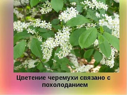 Черемуха похолодание