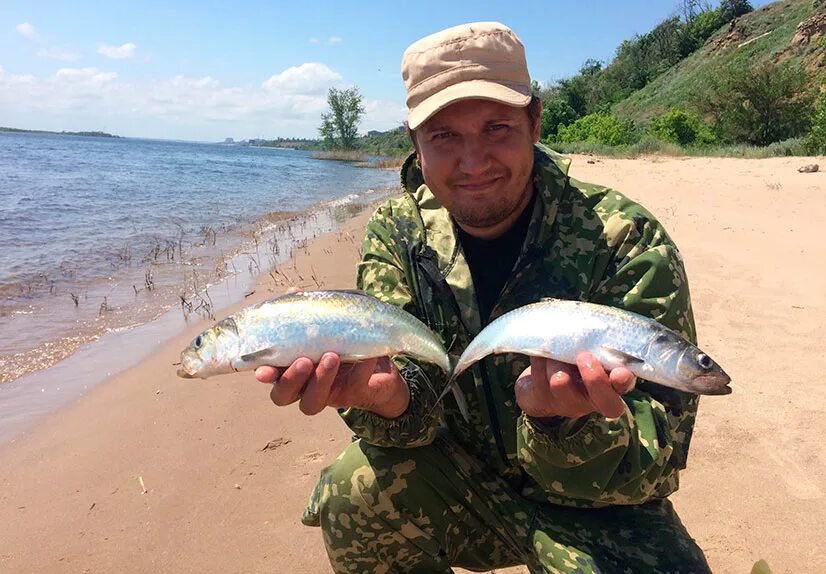 Сельдь в Волге. Селедка рыбалка. Рыбалка селедки на Волге. Сельдь на Дону.