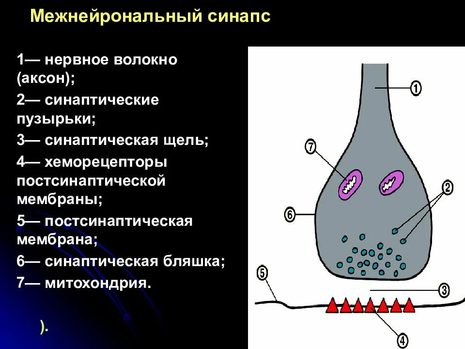 Синаптические пузырьки. Схема межнейронального синапса. Схема строения межнейронного синапса. Строение межнейрональных синапсов.