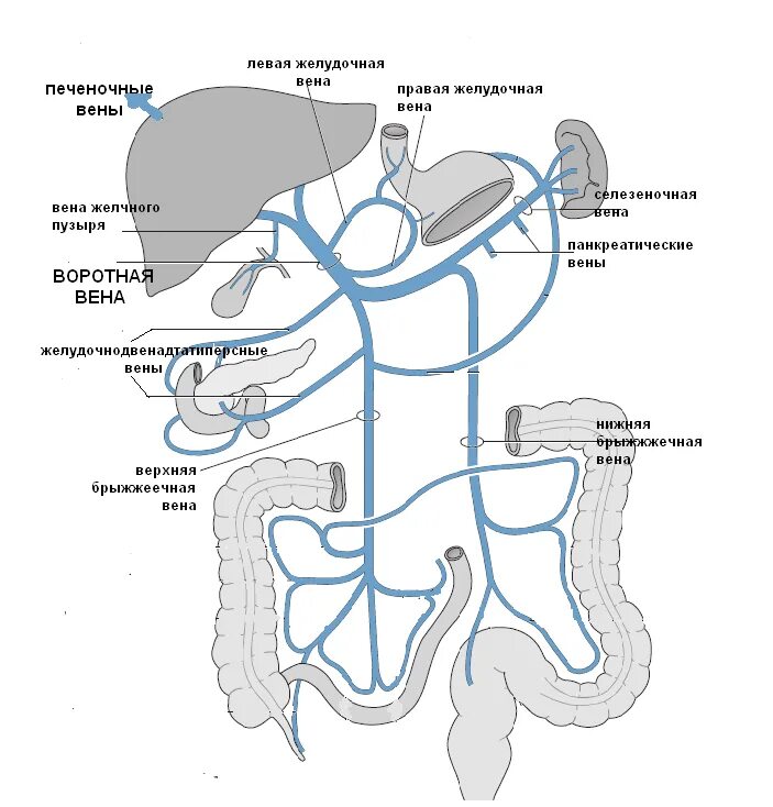 Воротная Вена, источники формирования, топография. Система воротной вены анатомия схема. Схема венозной системы воротной вены.