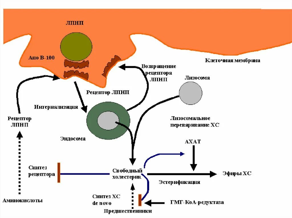 Метаболизм липопротеинов низкой плотности. Схема метаболизма липопротеинов. Схема метаболизма липопротеидов. Метаболизм ЛПНП схема.