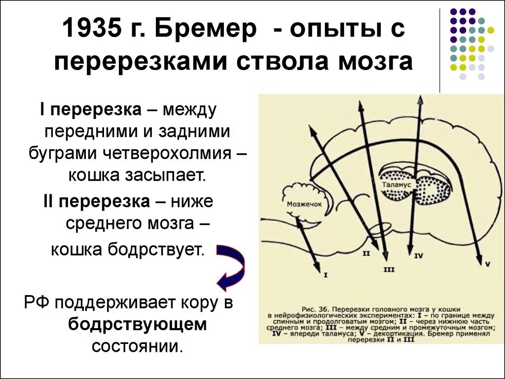 Рефлексы продолговатого мозга схема. Изменения нервной системы. Вегетативные ядра ствола. Изменение дыхания. Перерезка на уровне среднего мозга.