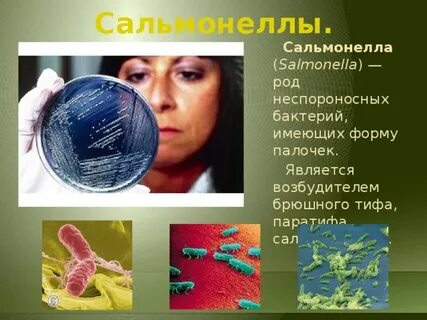 Сальмонеллы возбудители брюшного тифа