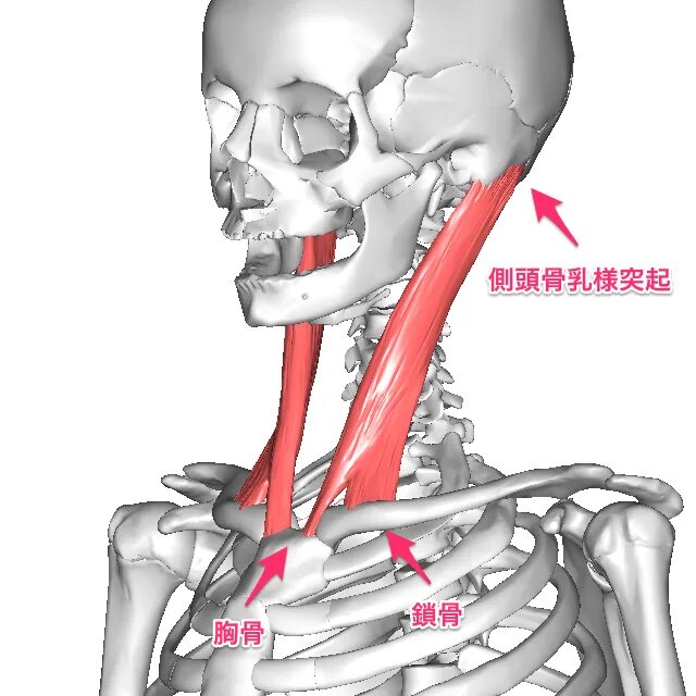 Грудино ключе сосцевидная мышца. Грудного клбчичная серцевиьная мышца. Грудино-ключично-сосцевидная мышца сзади. Грудино-ключично-сосцевидная мышца функции. Крепление грудино ключично сосцевидной мышцы.