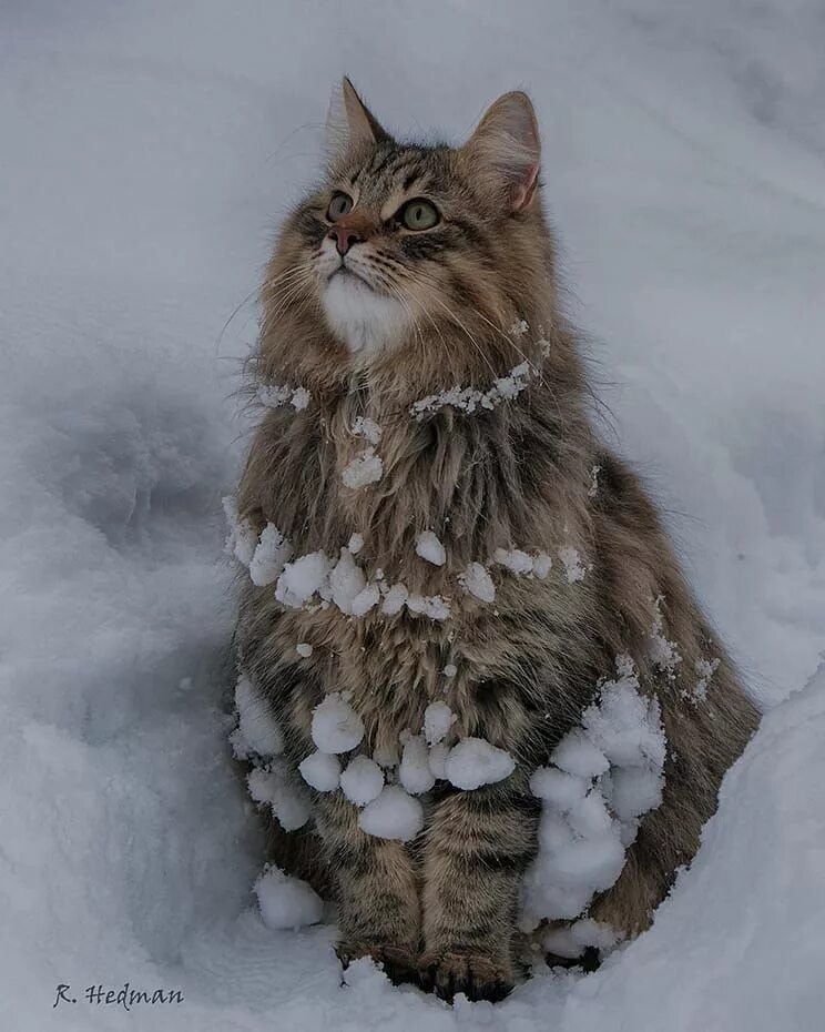 Сибирская норвежская лесная кошка. Норвежский лесной кот. финская лесная кошка. сибирский лесной кот. норвежский лесной кот фото.