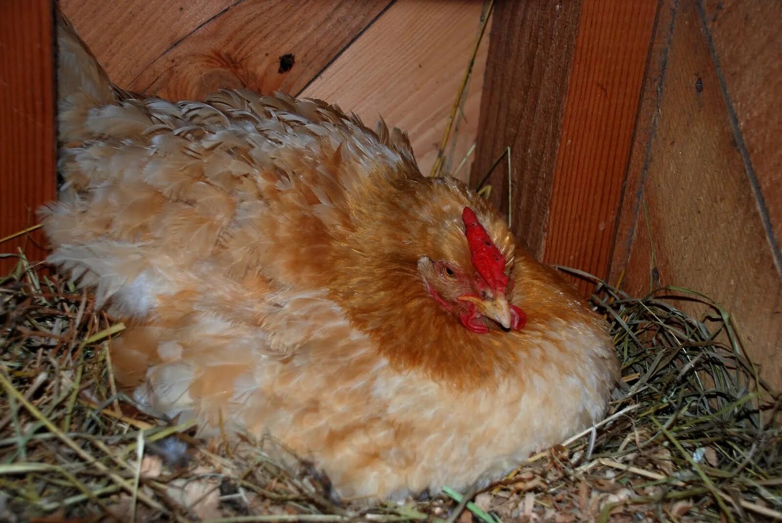 Сколько курица высиживает яйца до цыпленка дней. Наседка курица высиживает яйца. Цыплята Ломан Браун. Курица высиживает цыплят. Курочка наседка.