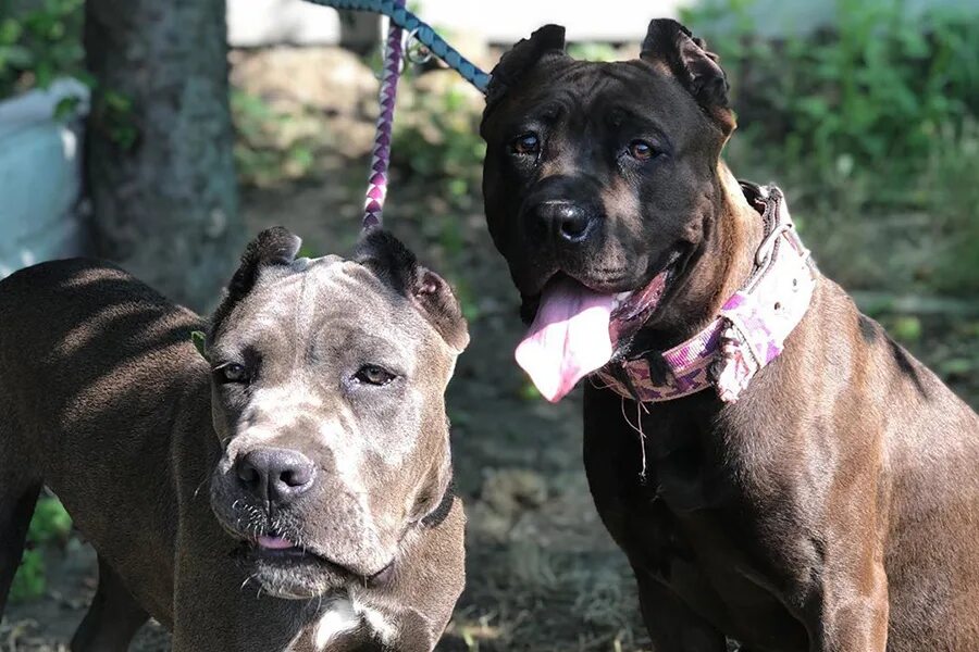 Список потенциально опасных собак. Список потенциально опасных собак. Список потенциально опасных пород собак в россии 2021. Потенциально опасные собаки. Опасные породы собак список.