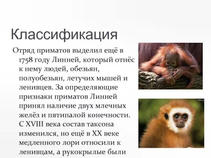 Систематическое положение приматов. Систематическое положение приматов