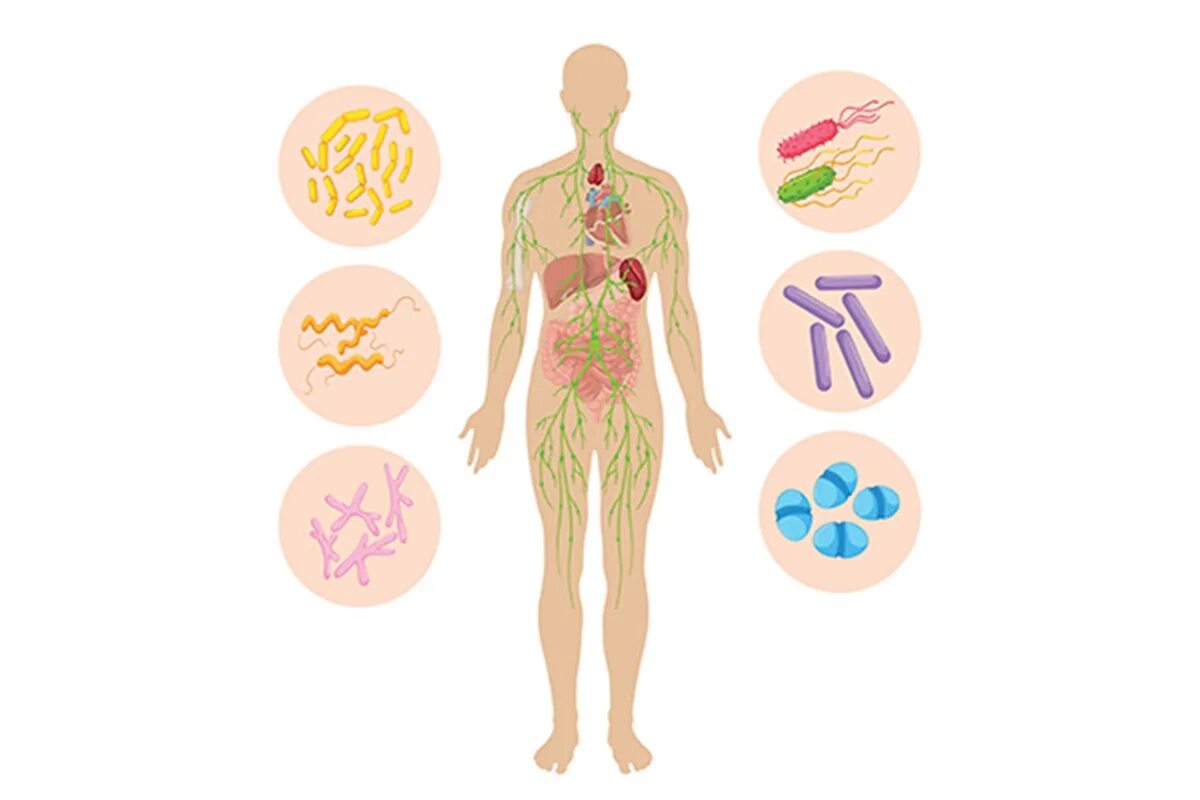 Иммунные зоны. Иммунная система человека. Здоровая иммунная система. Иммунная система человека гиф. Иммунная система картинки.