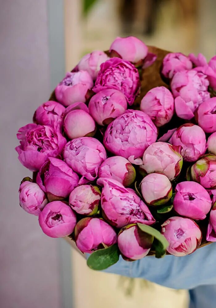 Peony Seeds 8 Color Black Red Yellow Pink Green Blue Purple - AliExpress
