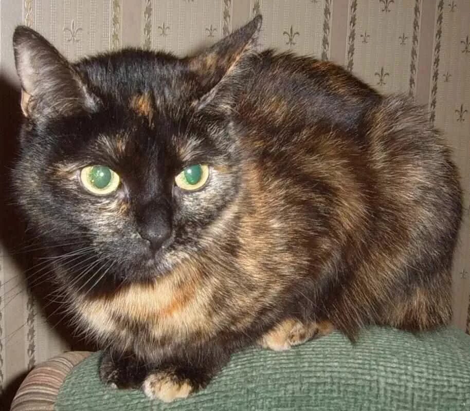 Кошка черная с рыжими пятнами порода. Черепаховая кошка порода. Британская короткошерстная черепаховая. Британская черепаховая кошка. Кошечка черепахового окраса.